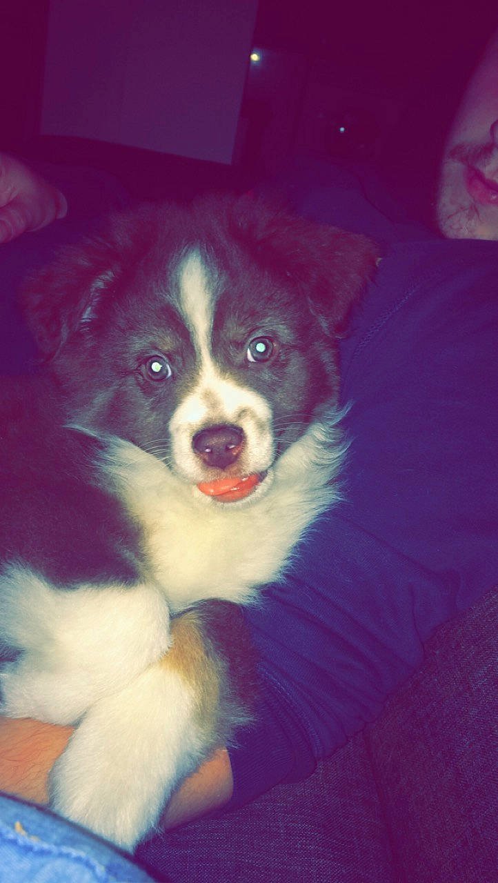 Pégaze a rejoint le concours — aidez-le/la à gagner de superbes lots ! australian_collie, australian_shepherd, bernese_mountain_dog, border_collie, canidae, carnivore, companion_dog, dog, dog_breed, herding_dog, mammal, miniature_australian_shepherd, puppy, rare_breed_dog, snout, vertebrate, working_dog