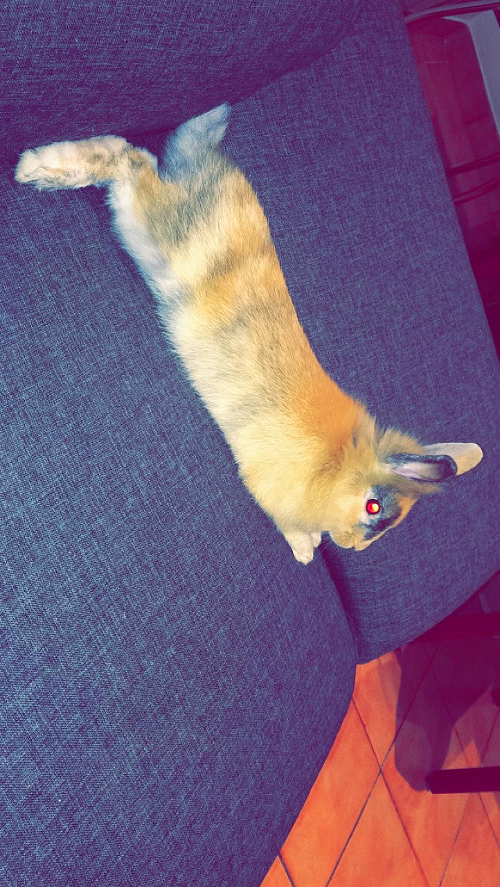 Booba participe au concours pour gagner de l'argent avec cette photo : canidae, carnivore, cat, dog_breed, fawn, felidae, fur, tail