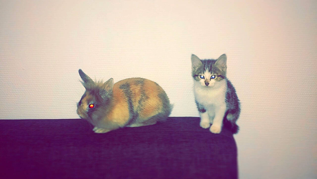 Booba participe au concours pour gagner de l'argent avec cette photo : carnivore, cat, domestic_rabbit, domestic_short_haired_cat, ear, european_shorthair, fawn, felidae, kitten, mammal, rabbit, rabbits_and_hares, small_to_medium_sized_cats, tail, whiskers