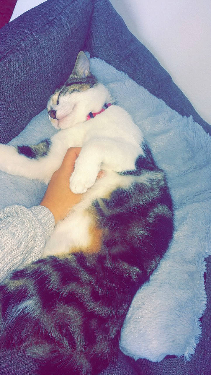 Hyris a rejoint le concours — aidez-le/la à gagner de superbes lots ! asian, carnivore, cat, domestic_short_haired_cat, european_shorthair, fawn, felidae, fur, kitten, nap, ojos_azules, paw, polydactyl_cat, small_to_medium_sized_cats, tail, whiskers