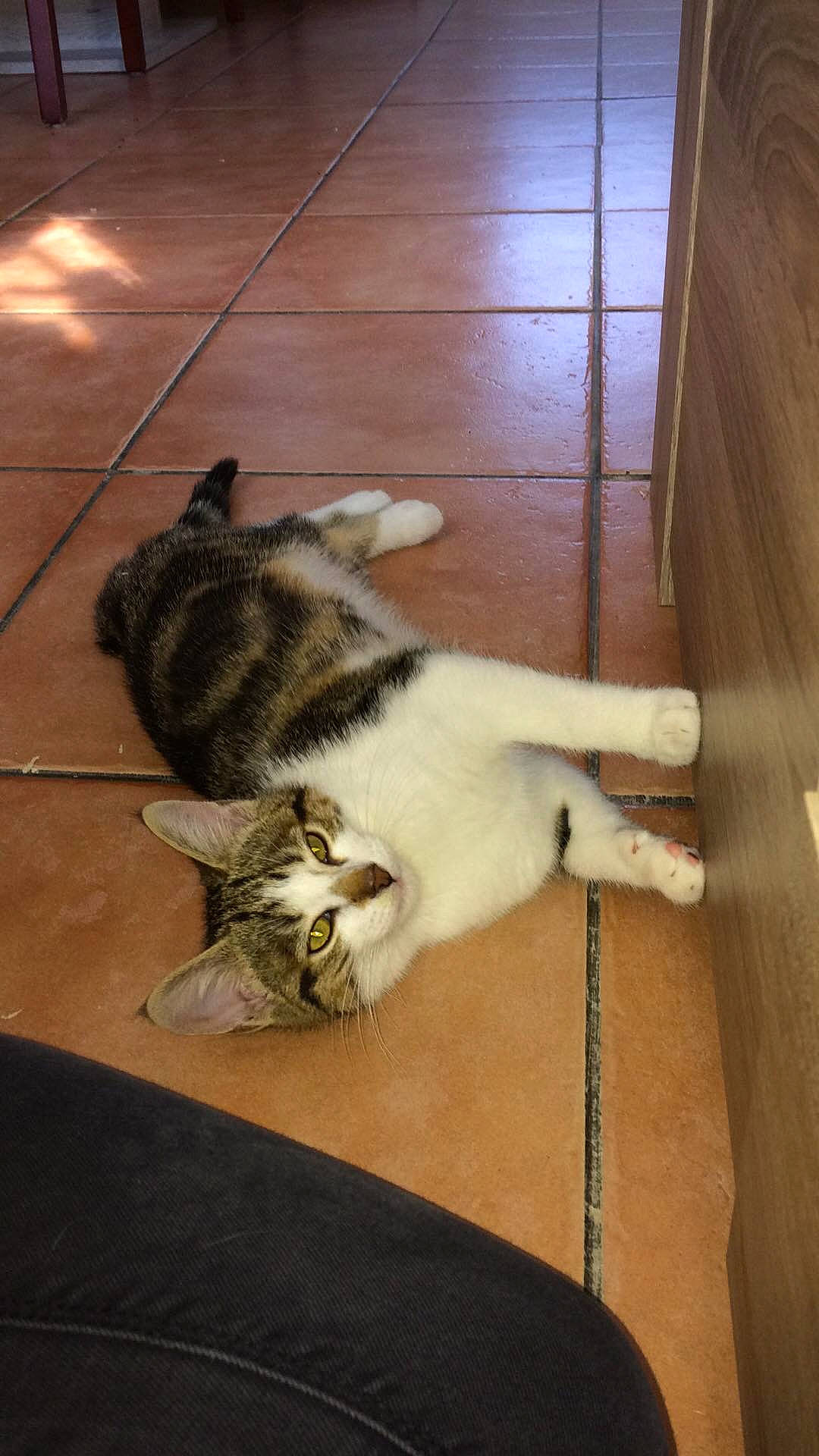 Hyris a rejoint le concours — aidez-le/la à gagner de superbes lots ! carnivore, cat, domestic_short_haired_cat, european_shorthair, felidae, floor, small_to_medium_sized_cats, tail, whiskers