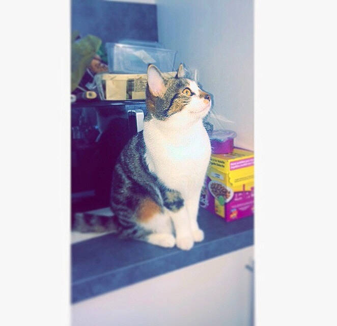 Hyris participe au concours pour gagner de l'argent avec cette photo : aegean_cat, carnivore, cat, domestic_short_haired_cat, european_shorthair, felidae, kitten, polydactyl_cat, small_to_medium_sized_cats, snapshot, square, tail, whiskers, window