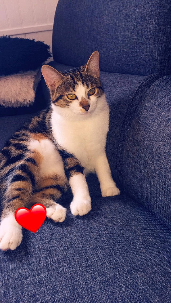 Hyris a rejoint le concours — aidez-le/la à gagner de superbes lots ! aegean_cat, american_wirehair, asian, carnivore, cat, domestic_short_haired_cat, european_shorthair, felidae, fur, kitten, mammal, paw, polydactyl_cat, small_to_medium_sized_cats, tabby_cat, tail, whiskers