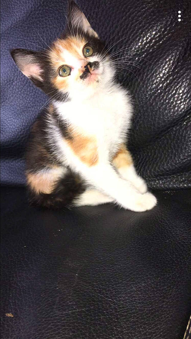 Pistache a rejoint le concours — aidez-le/la à gagner de superbes lots ! american_wirehair, carnivore, cat, domestic_short_haired_cat, fawn, felidae, kitten, mammal, norwegian_forest_cat, polydactyl_cat, small_to_medium_sized_cats, tail, vertebrate, whiskers