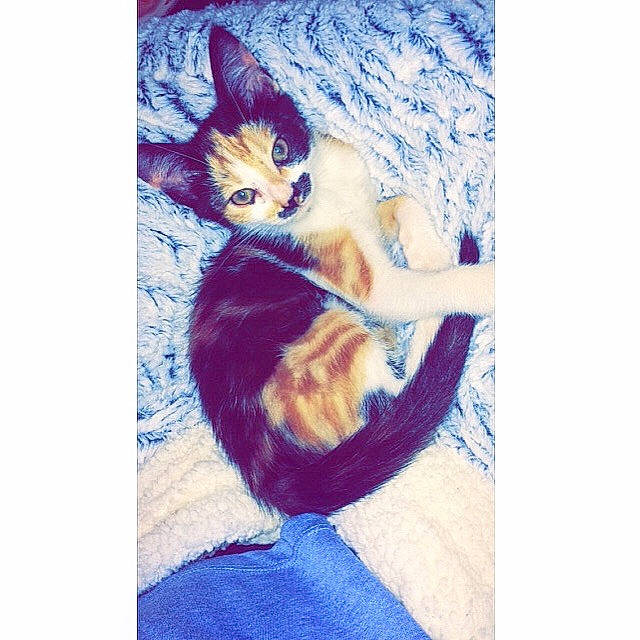 Pistache participe au concours pour gagner de l'argent avec cette photo : art, canidae, carnivore, cat, drawing, ear, felidae, fox, illustration, kitten, love, painting, selfie, small_to_medium_sized_cats, tail, textile, watercolor_paint, whiskers