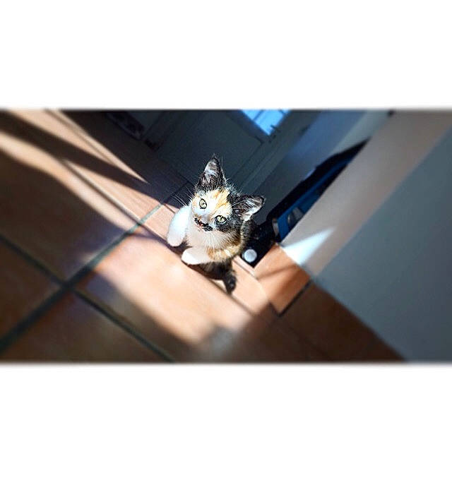 Pistache a rejoint le concours — aidez-le/la à gagner de superbes lots ! fictional_character, figurine, macro_photography, table