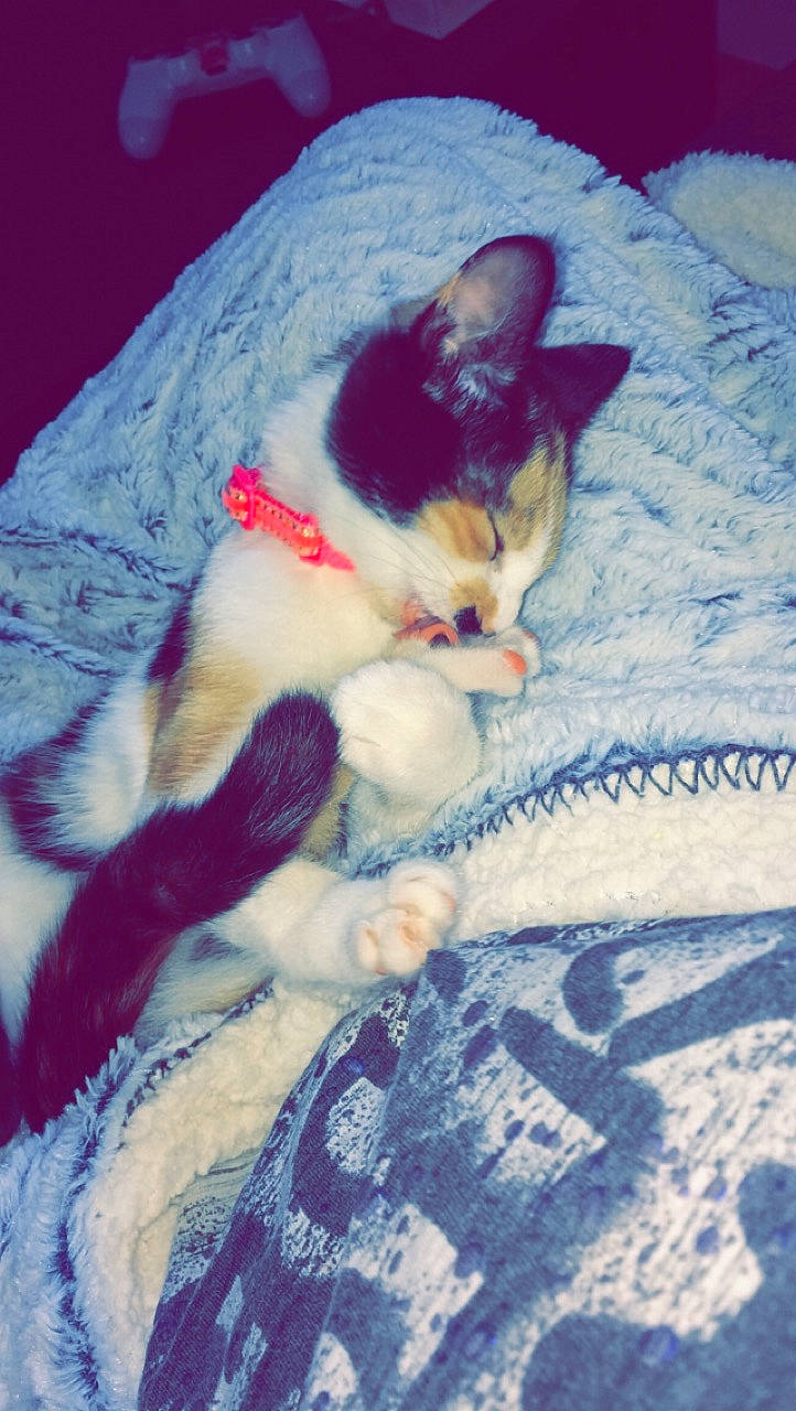 Pistache a rejoint le concours — aidez-le/la à gagner de superbes lots ! aegean_cat, asian, carnivore, cat, colorpoint_shorthair, domestic_short_haired_cat, european_shorthair, fawn, felidae, fur, german_rex, kitten, nap, polydactyl_cat, sleep, small_to_medium_sized_cats, tail, whiskers