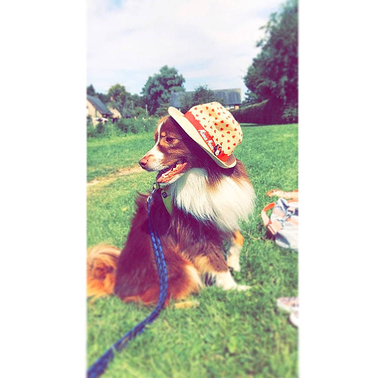 Pégaze participe au concours pour gagner de l'argent avec cette photo : cap, carnivore, cloud, companion_dog, dog, dog_breed, fawn, grass, happy, hat, headgear, people_in_nature, pet_supply, plant, rectangle, sky, smile, sporting_group, travel, tree
