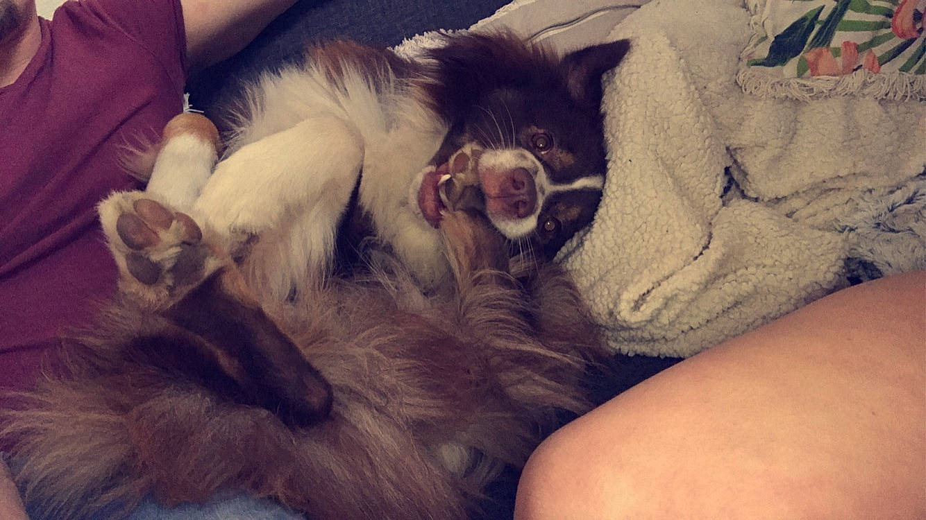 Pégaze a rejoint le concours — aidez-le/la à gagner de superbes lots ! carnivore, comfort, companion_dog, couch, dog, dog_breed, ear, fawn, felidae, fur, gesture, happy, paw, shetland_sheepdog, small_to_medium_sized_cats, snout, sporting_group, toy_dog, whiskers, working_animal