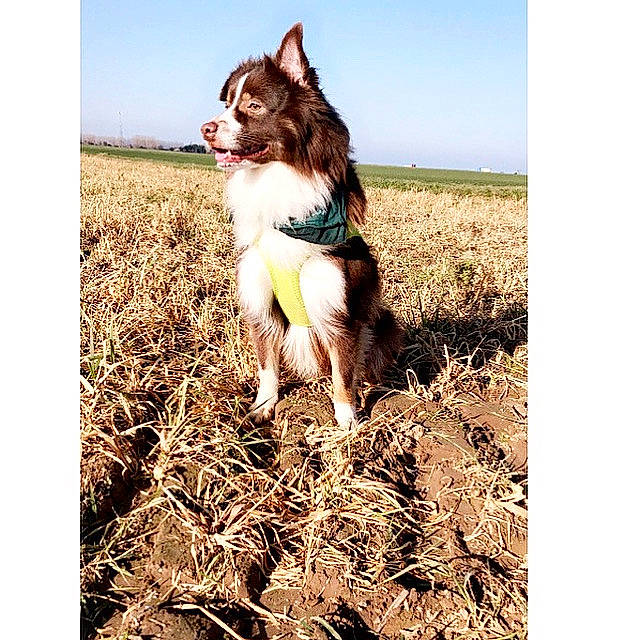 Pégaze a rejoint le concours — aidez-le/la à gagner de superbes lots ! carnivore, companion_dog, dog, dog_breed, fawn, flash_photography, grass, grass_family, grassland, happy, herding_dog, mammal, people_in_nature, plant, recreation, sky, snout, soil, tail, whiskers