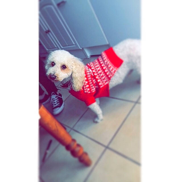 Hypso participe au concours pour gagner de l'argent avec cette photo : bichon, canidae, carnivore, cavachon, cockapoo, companion_dog, design, dog, dog_breed, dog_clothes, goldendoodle, maltese, non_sporting_group, outerwear, pattern, poodle, puppy, sporting_group, toy_dog, toy_poodle