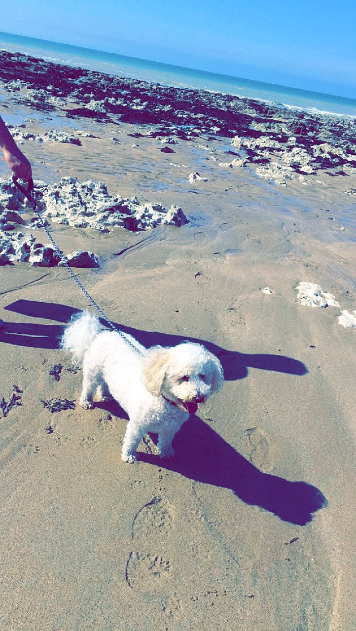 Hypso a rejoint le concours — aidez-le/la à gagner de superbes lots ! beach, canidae, carnivore, coast, dog, dog_breed, dog_walking, ocean, puppy, retriever, sand, sea, shore, sporting_group, vacation