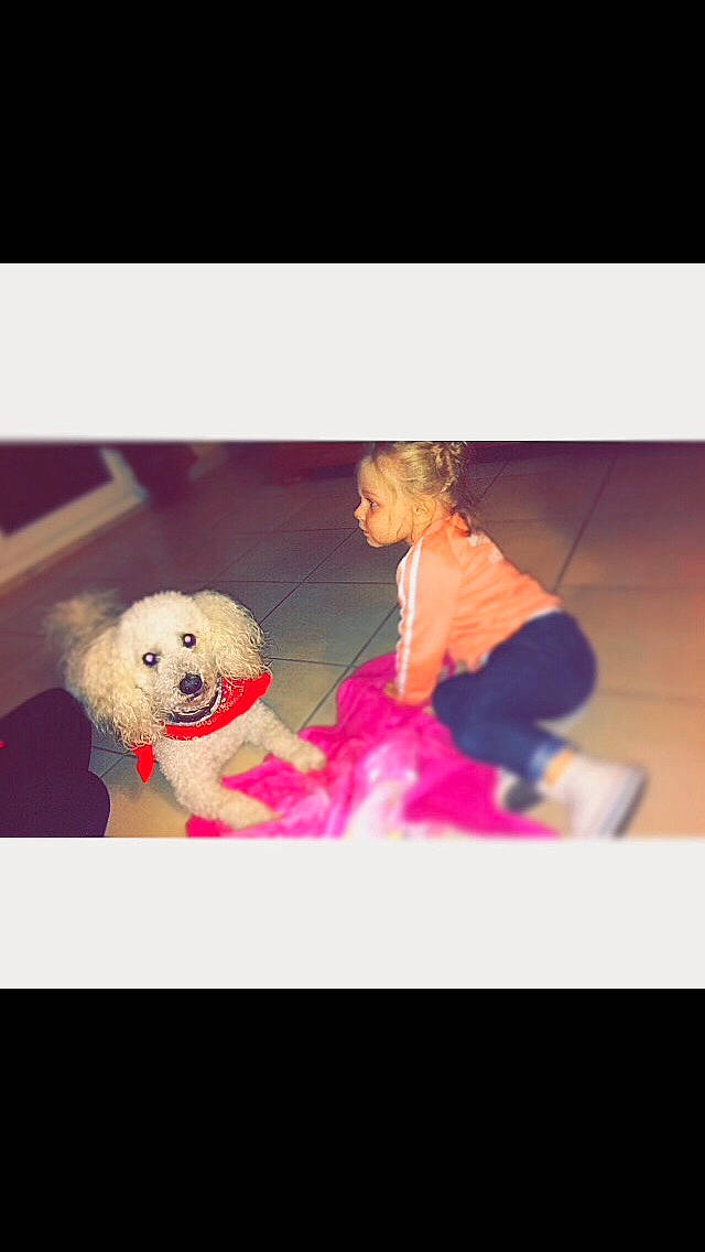 Hypso participe au concours pour gagner de l'argent avec cette photo : canidae, carnivore, cavachon, companion_dog, dog, dog_breed, golden_retriever, maltese, non_sporting_group, poodle, puppy, puppy_love, smile, sporting_group, toy_dog, toy_poodle