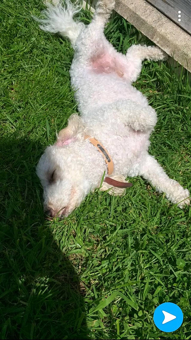 Hypso participe au concours pour gagner de l'argent avec cette photo : bichon, bichon_frise, bolognese, canidae, carnivore, companion_dog, dog, dog_breed, grass, labradoodle, lagotto_romagnolo, mammal, non_sporting_group, poodle, retriever, sporting_group, standard_poodle, toy_dog, toy_poodle, vertebrate