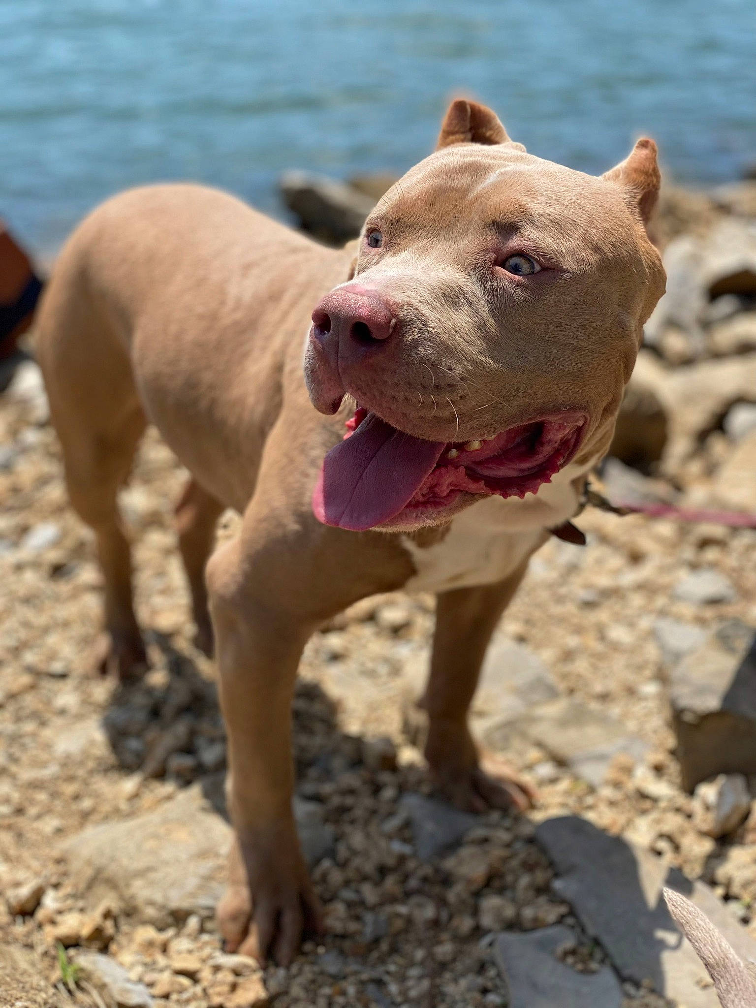 Moose is registered to the contest to win money with this photo: beach, canidae, carnivore, corgi_chihuahua, dog, dog_breed, fawn, lake, landscape, molosser, non_sporting_group, sand, snout, soil, sporting_group, tail, terrestrial_animal, water, working_animal, working_dog