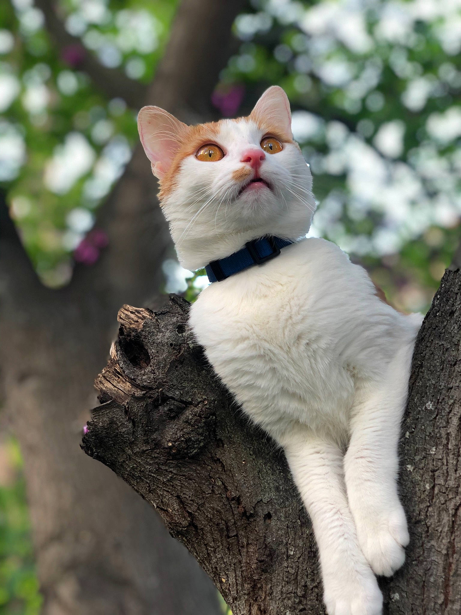 Gwada a rejoint le concours — aidez-le/la à gagner de superbes lots ! aegean_cat, american_wirehair, asian, branch, carnivore, cat, domestic_short_haired_cat, european_shorthair, fawn, felidae, fur, german_rex, mammal, ojos_azules, small_to_medium_sized_cats, tail, tree, turkish_angora, turkish_van, whiskers