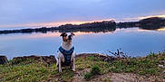 Rocky a rejoint le concours — aidez-le/la à gagner de superbes lots ! animal, calm, dog, evening, grass, harness, lake, landscape, nature, outdoor, pet, reflection, scenic, serene, sitting, sky, small_dog, sunset, trees, water