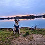 dog, lake, sunset, grass, water, harness, outdoor, nature, sky, reflection, trees, animal, pet, calm, serene, landscape, evening, small_dog, sitting, scenic