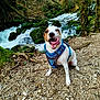 Rocky participe au concours pour gagner de l'argent avec cette photo : dog, animal, outdoor, waterfall, forest, moss, rocks, harness, nature, happy, tongue, pet, canine, stream, tree, path, greenery, playful, wildlife, smiling