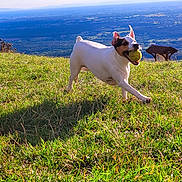 Rocky participe au concours pour gagner de l'argent avec cette photo : dog, grass, ball, outdoor, nature, field, pet, running, sunlight, happy, playful, animal, mammal, landscape, hill, scenic, daytime, active, canine, fun
