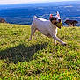 dog, grass, ball, outdoor, nature, field, pet, running, sunlight, happy, playful, animal, mammal, landscape, hill, scenic, daytime, active, canine, fun