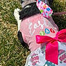 Sadie is registered to the contest to win money with this photo: dog, grass, easter, dress, pink_bow, costume, outdoor, pet, holiday, spring, colorful, fabric, canine, animal, celebration, pattern, cute, small_dog, accessory, leash