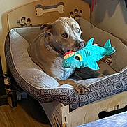 Lucy is registered to the contest to win money with this photo: dog, plush_toy, bed, indoor, wood_floor, pet_bed, canine, stuffed_animal, relaxed, brown_dog, toy, furniture, cozy, domestic, home, animal, resting, playful, interior, comfortable