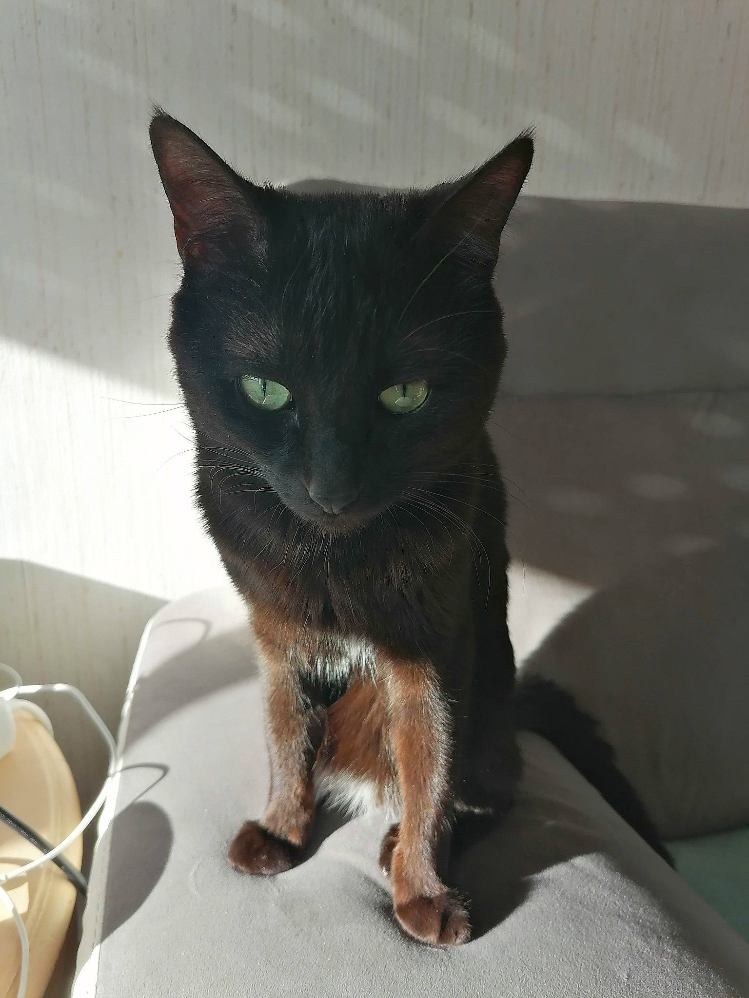 Anubis a rejoint le concours — aidez-le/la à gagner de superbes lots ! asian, black_cat, bombay, burmese, carnivore, cat, chartreux, domestic_short_haired_cat, european_shorthair, felidae, german_rex, havana_brown, kitten, korat, mammal, small_to_medium_sized_cats, vertebrate, whiskers