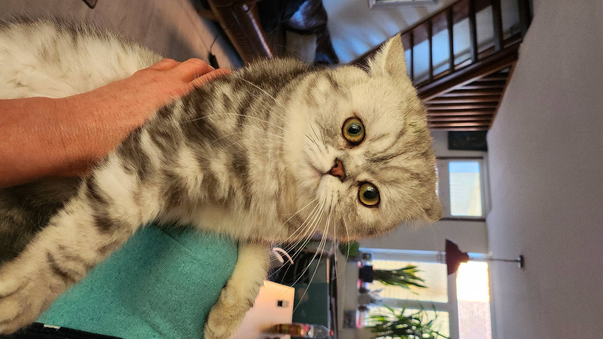 Max participe au concours pour gagner de l'argent avec cette photo : carnivore, cat, domestic_short_haired_cat, felidae, fur, plant, shelf, small_to_medium_sized_cats, snout, whiskers, window