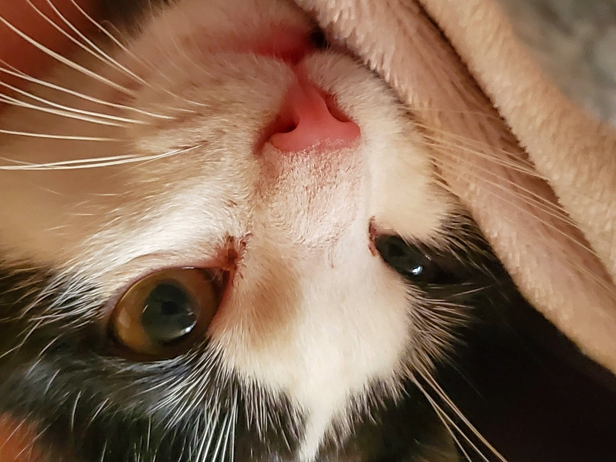 Cachette participe au concours pour gagner de l'argent avec cette photo : brown, carnivore, cat, close_up, domestic_short_haired_cat, ear, eyelash, fawn, felidae, fur, iris, macro_photography, nose, photography, small_to_medium_sized_cats, snout, terrestrial_animal, whiskers, white