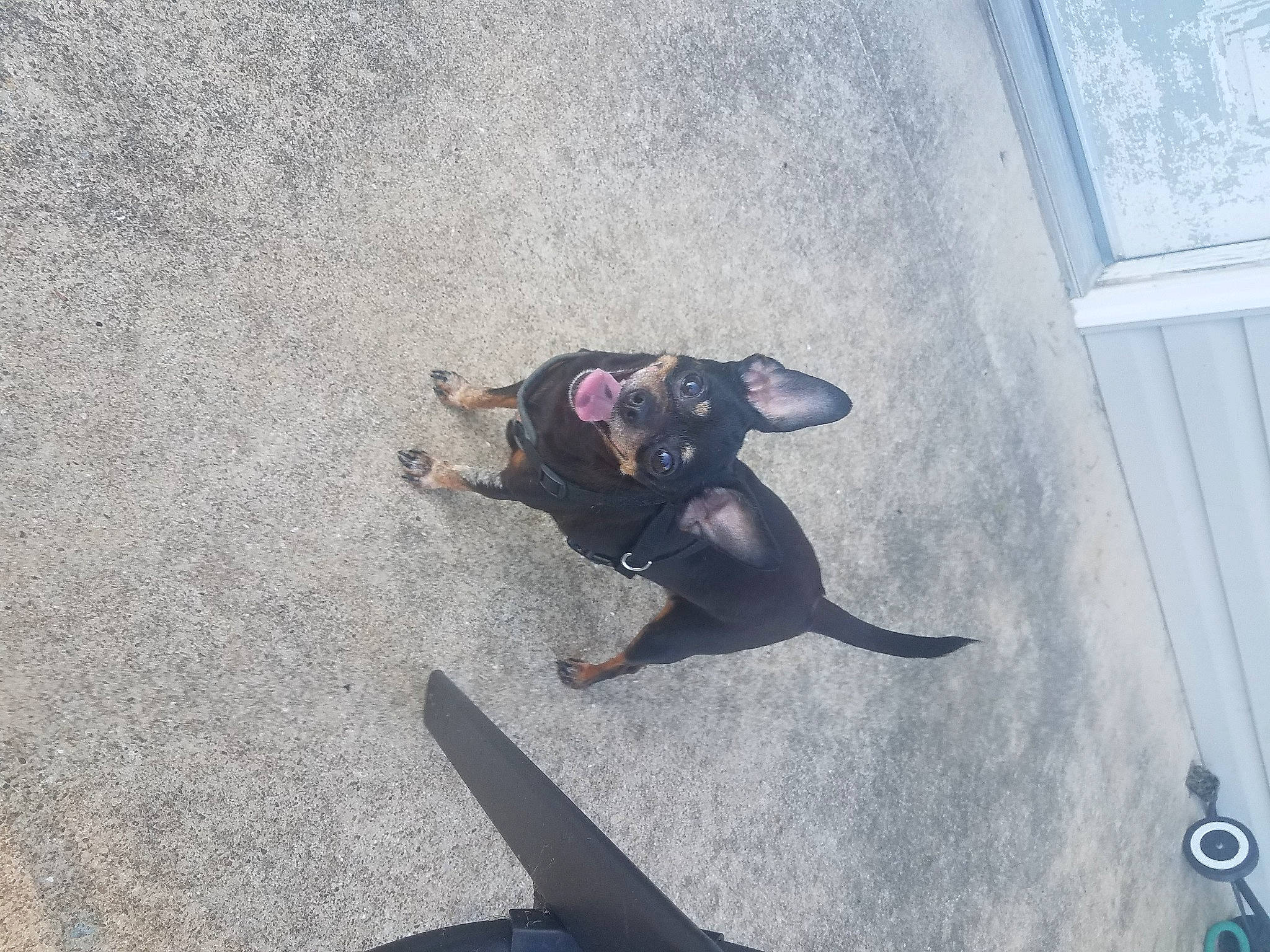 Bella is registered to the contest to win money with this photo: asphalt, canidae, carnivore, concrete, dog, dog_breed, fawn, felidae, grey, paw, road_surface, shadow, small_to_medium_sized_cats, snout, sporting_group, street_dog, tail, tar, terrestrial_animal, working_animal