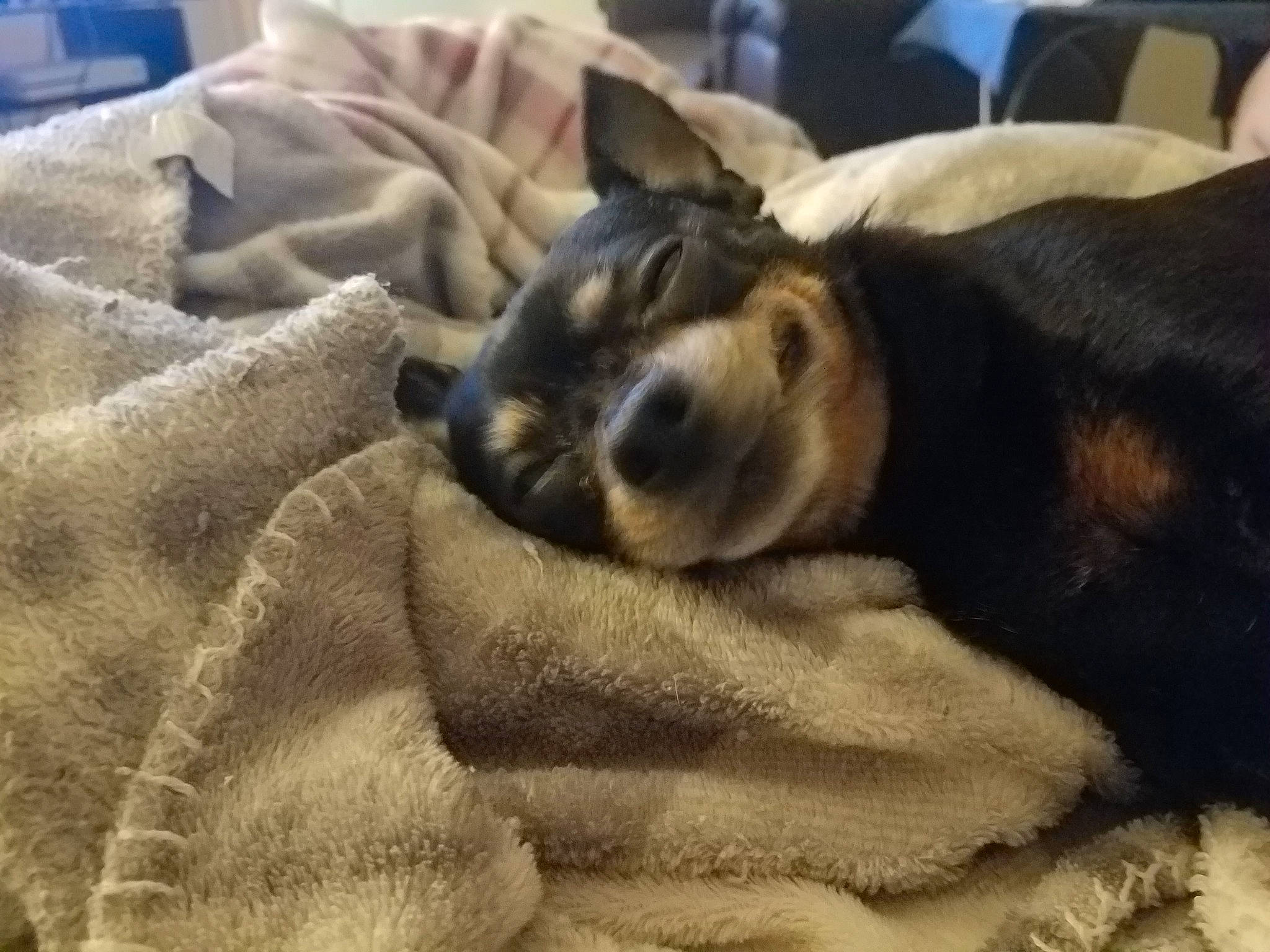 Bella is registered to the contest to win money with this photo: australian_cattle_dog, canidae, carnivore, comfort, companion_dog, couch, dog, dog_breed, fawn, felidae, fur, grey, guard_dog, linens, nap, sleep, sporting_group, terrestrial_animal, whiskers, working_animal