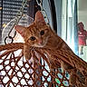 Simba a rejoint le concours — aidez-le/la à gagner de superbes lots ! cat, kitten, orange_tabby, feline, pet, animal, portrait, sitting, hanging_chair, wicker, chain, indoors, window, sunlight, curious, looking_at_camera, whiskers, striped_fur, orange_fur, home_decor