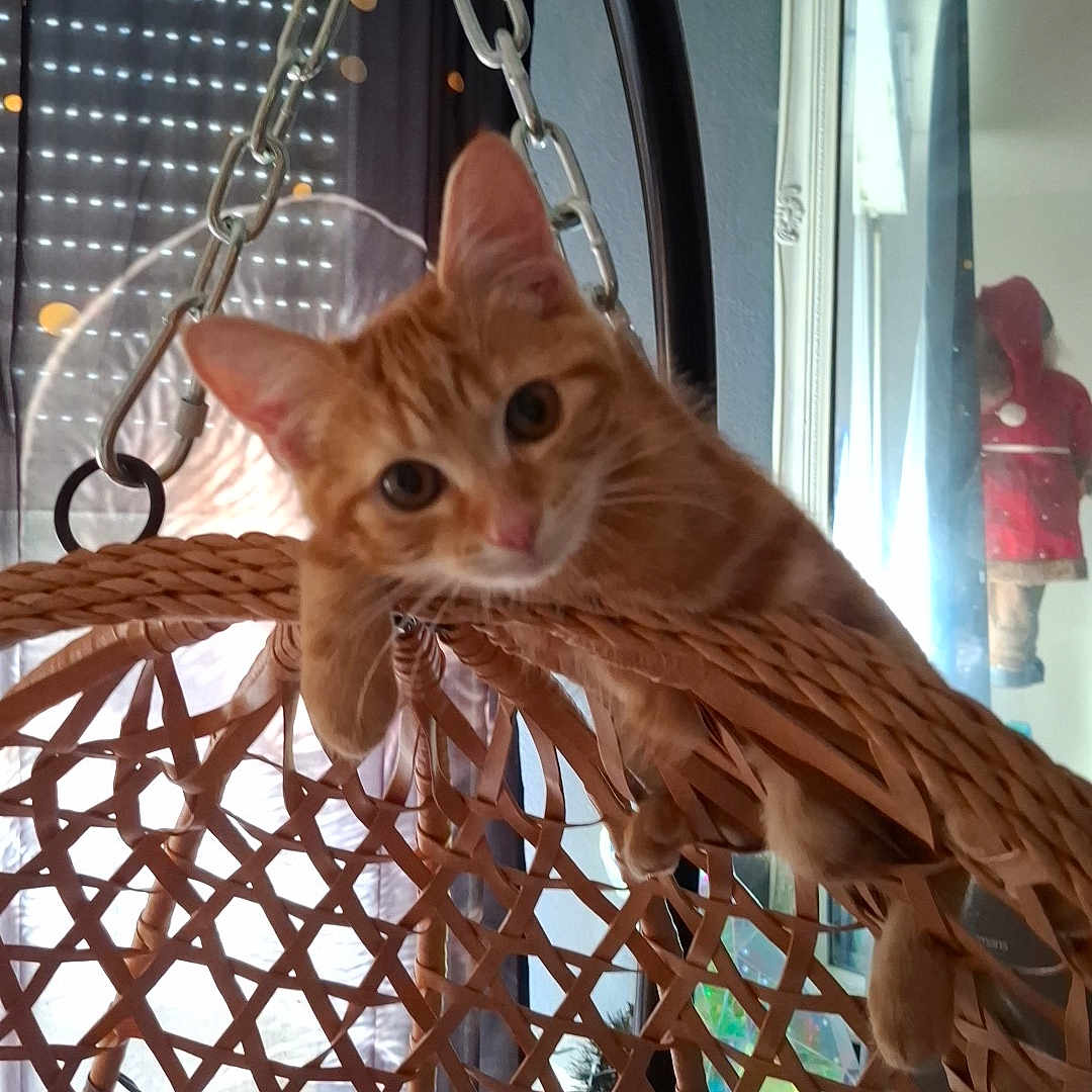 Simba