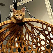 Simba participe au concours pour gagner de l'argent avec cette photo : cat, kitten, orange_cat, fluffy, feline, animal, pet, face, eyes, ears, whiskers, hanging_basket, woven_basket, chain, mirror, indoor, home_decor, portrait, brown, curious