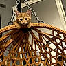 cat, kitten, orange_cat, fluffy, feline, animal, pet, face, eyes, ears, whiskers, hanging_basket, woven_basket, chain, mirror, indoor, home_decor, portrait, brown, curious