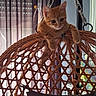Simba a rejoint le concours — aidez-le/la à gagner de superbes lots ! cat, kitten, orange_cat, ginger_cat, animal, pet, feline, sitting, hanging_chair, wicker_chair, indoor, window, curtain, chains, portrait, cute, fluffy, whiskers, paws, home_decor