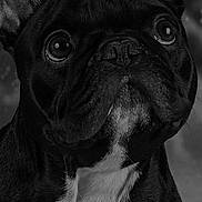 Tosco a rejoint le concours — aidez-le/la à gagner de superbes lots ! animal, bostonbull, bulldog, canine, dog, frenchbulldog, pet, pitbull, pug, puppy, snout