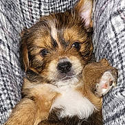 Alvin participe au concours pour gagner de l'argent avec cette photo : puppy, dog, pet, cute, fur, snuggling, blanket, cozy, brown, white, black, small, young, animal, paw, ears, face, closeup, portrait, soft