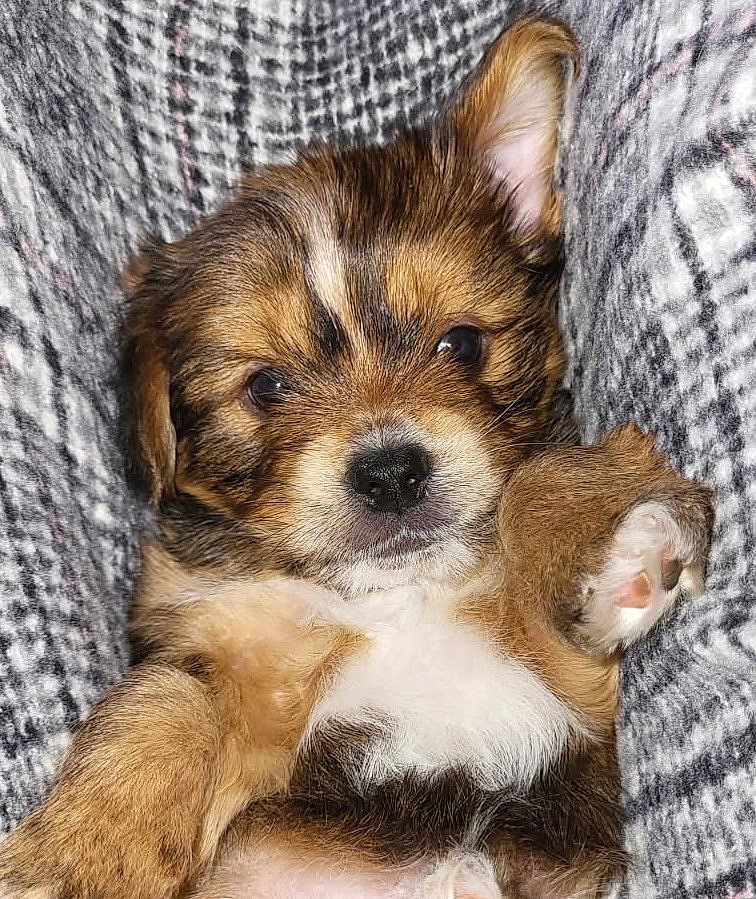 Alvin participe au concours pour gagner de l'argent avec cette photo : puppy, dog, pet, cute, fur, snuggling, blanket, cozy, brown, white, black, small, young, animal, paw, ears, face, closeup, portrait, soft