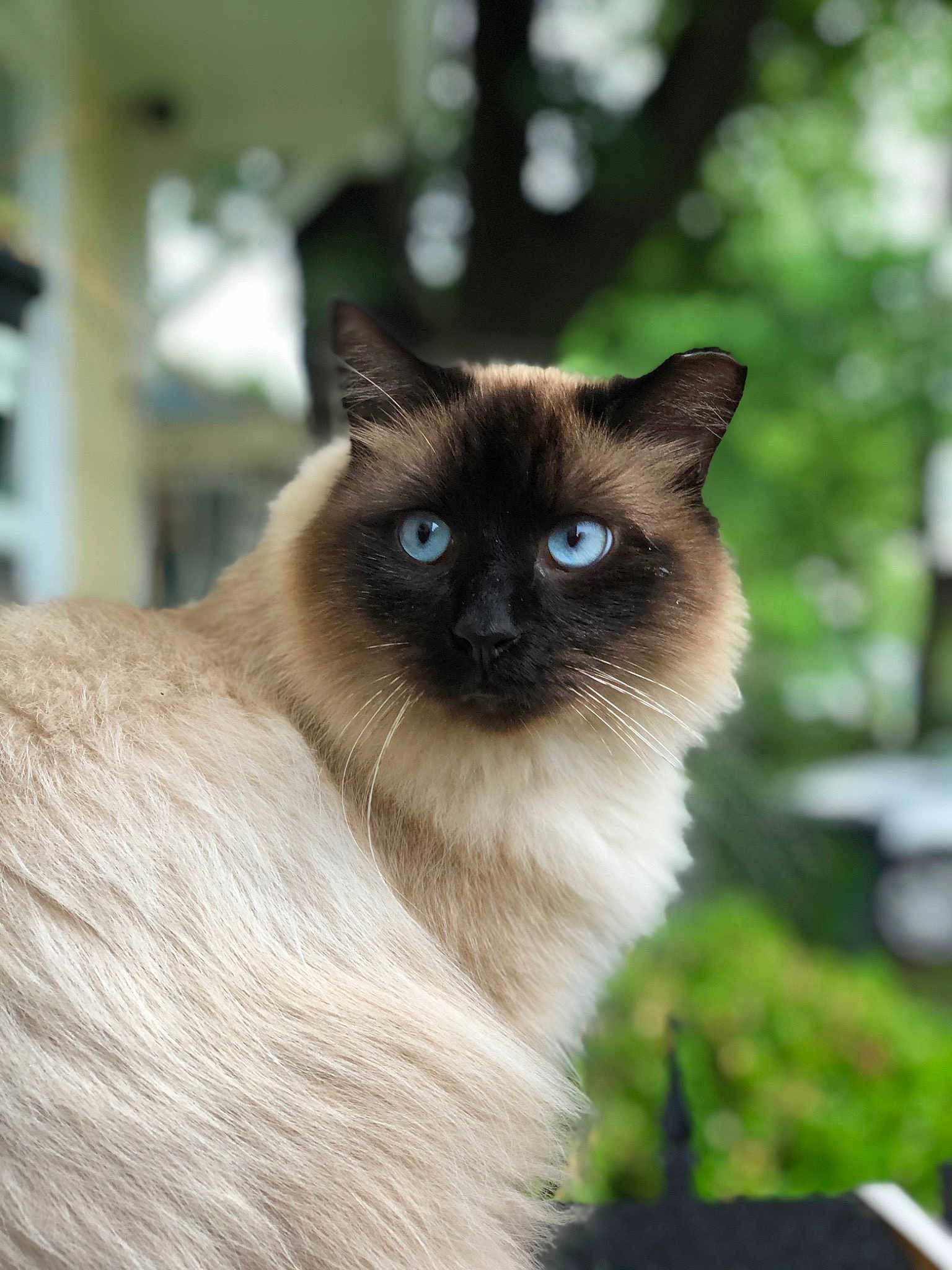 Mr Fluffy