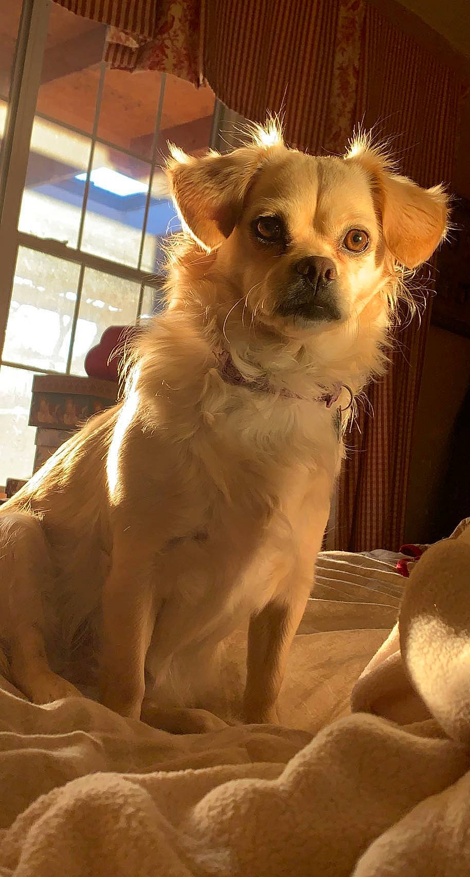 Layla joined the competition — help win amazing prizes! canidae, carnivore, companion_dog, dog, dog_breed, dog_supply, eyewear, fawn, fur, light, puppy, sporting_group, terrestrial_animal, toy_dog, whiskers, window