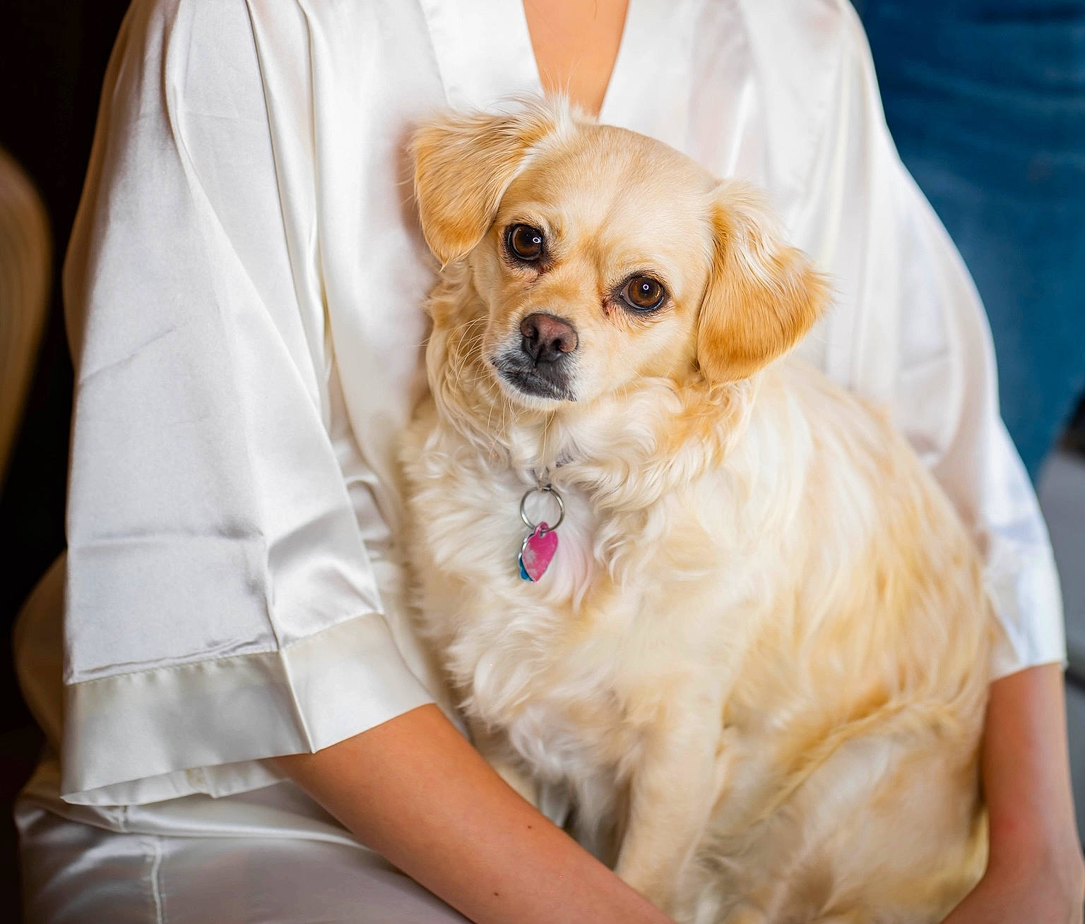 Layla is registered to the contest to win money with this photo: canidae, carnivore, collar, companion_dog, dog, dog_breed, dog_collar, dog_supply, fashion_accessory, fawn, fur, hat, pattern, peach, pet_supply, snout, sporting_group, sunglasses, toy_dog, working_animal