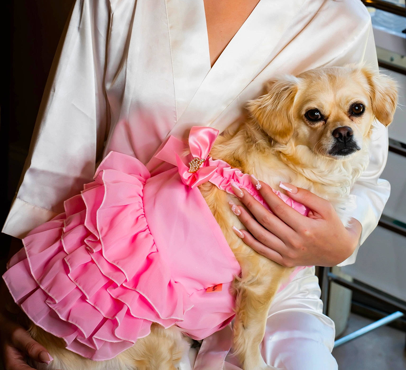 Layla joined the competition — help win amazing prizes! bow_tie, carnivore, collar, companion_dog, dog, dog_breed, dog_collar, dog_supply, dress, event, eyewear, fawn, formal_wear, happy, pink, sleeve, sunglasses, tie, toy_dog