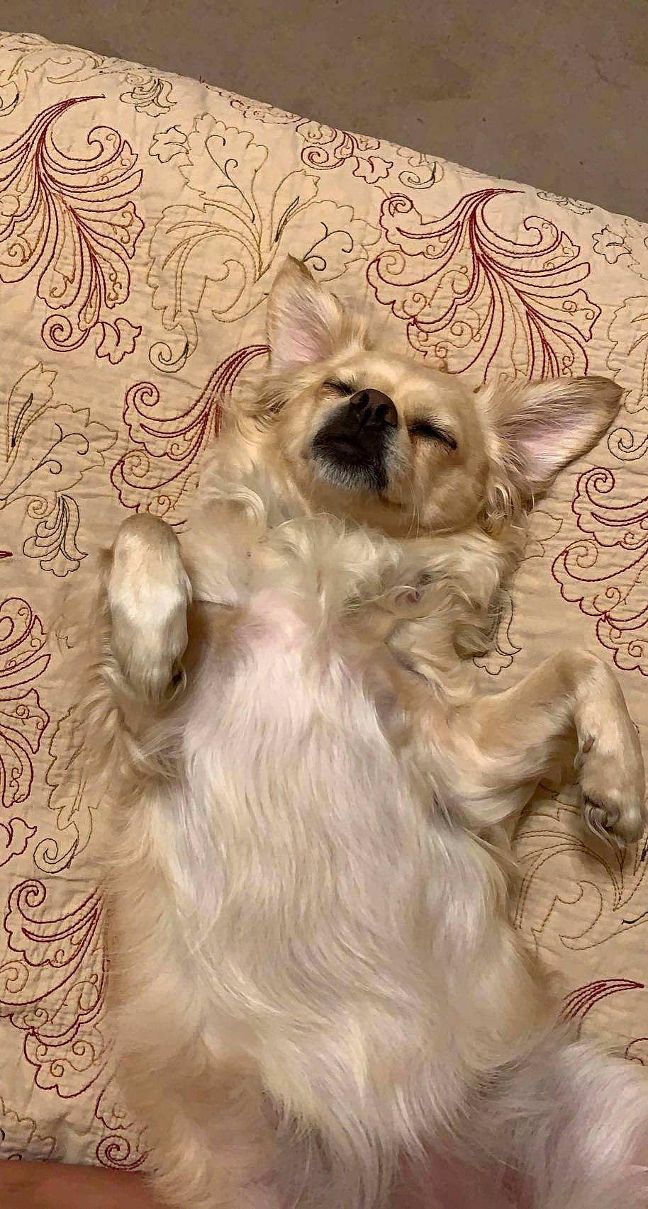 Layla joined the competition — help win amazing prizes! art, canidae, carnivore, companion_dog, dog, dog_breed, dog_supply, fawn, felidae, fur, liver, paw, snout, sporting_group, tail, terrestrial_animal, toy_dog, whiskers, wildlife, working_animal