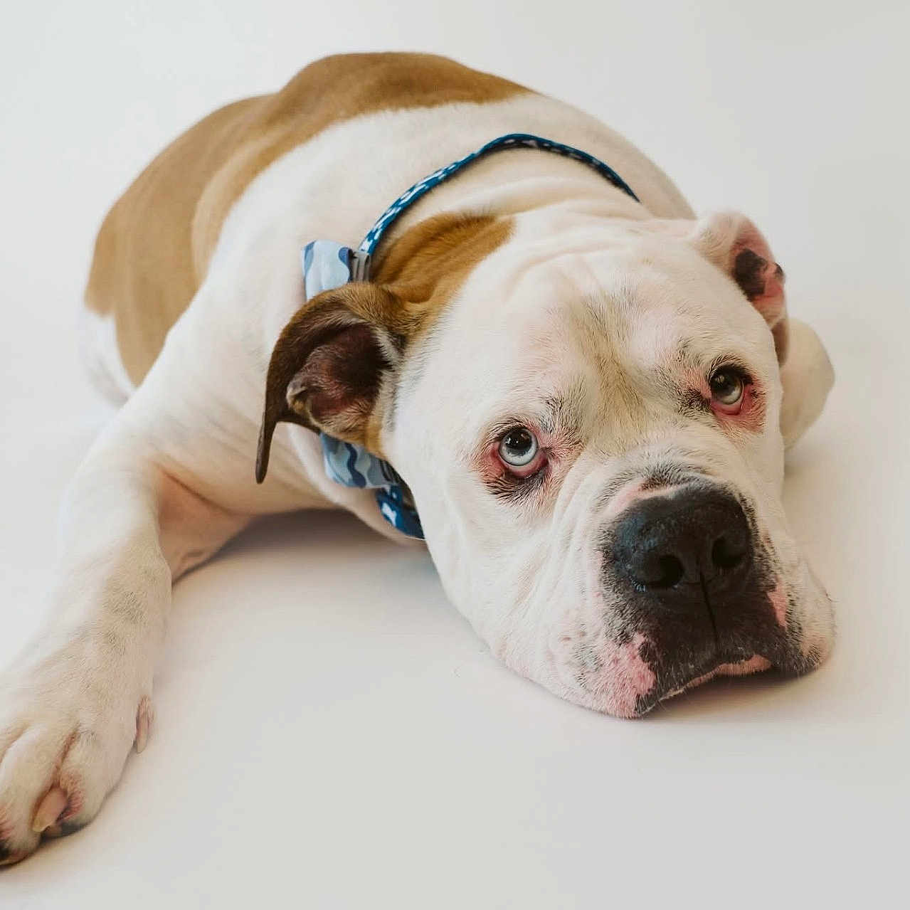 Rocco joined the competition — help win amazing prizes! animal, boxer, bulldog, canine, dog, frenchbulldog, pet, pitbull, puppy, snout, whitedog