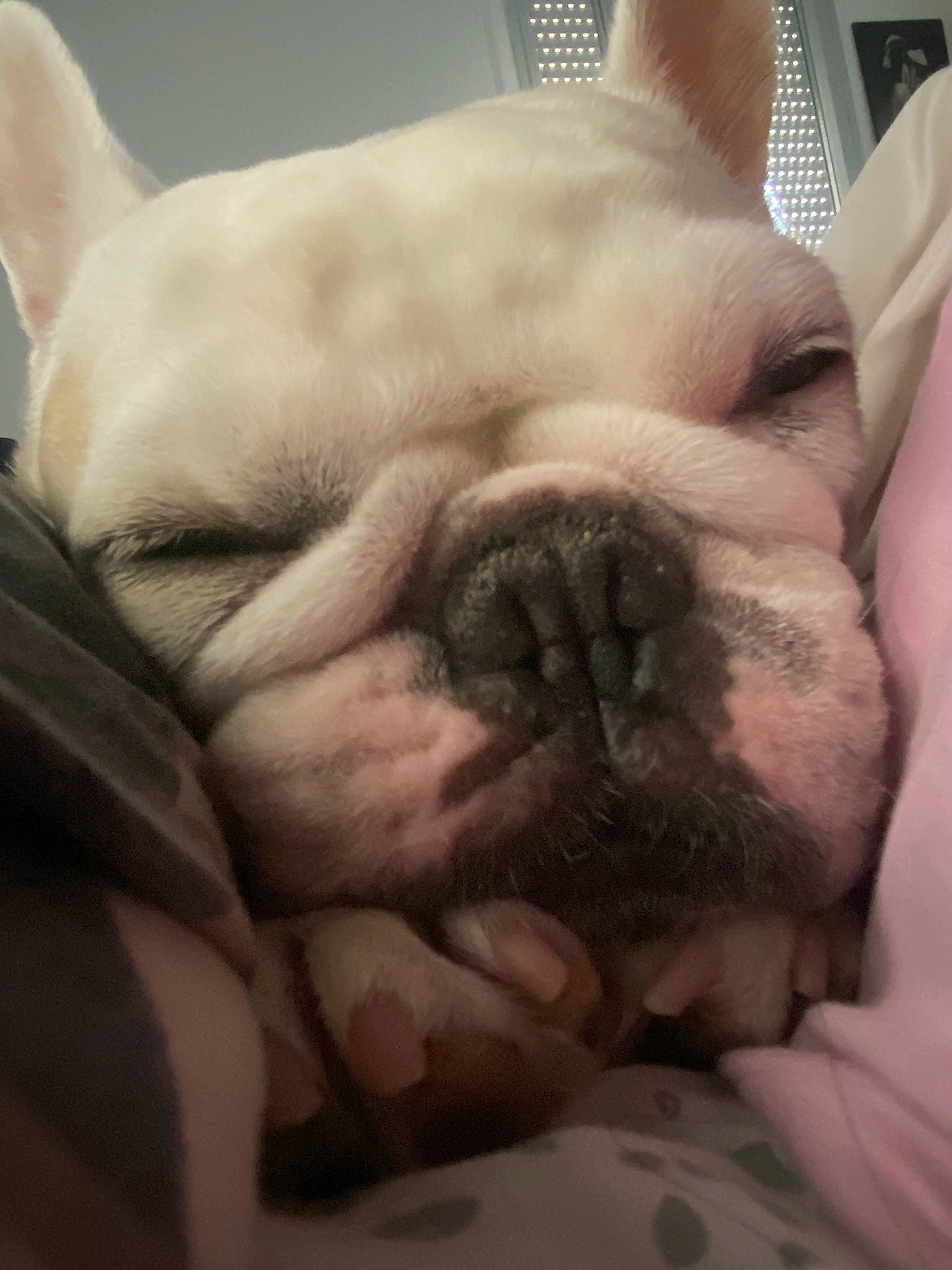 Nala a rejoint le concours — aidez-le/la à gagner de superbes lots ! bulldog, canidae, carnivore, comfort, companion_dog, dog, dog_breed, ear, fawn, french_bulldog, jaw, molosser, nap, nose, snout, sporting_group, terrestrial_animal, toy_dog, whiskers, wrinkle