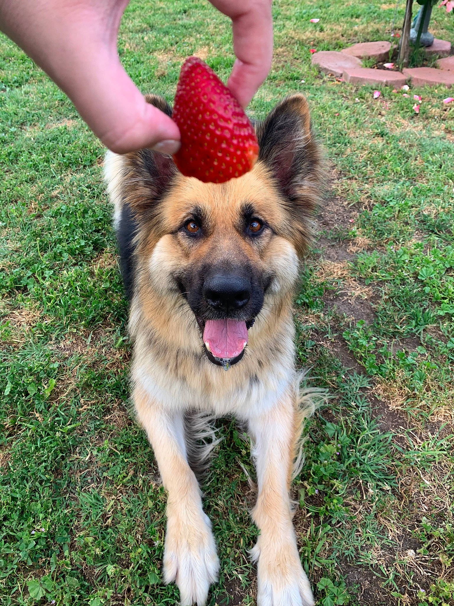 Lucy is registered to the contest to win money with this photo: canidae, carnivore, companion_dog, dog, dog_breed, east_european_shepherd, fawn, german_shepherd_dog, herding_dog, king_shepherd, kunming_wolfdog, laekenois, mammal, old_german_shepherd_dog, rare_breed_dog, shiloh_shepherd_dog, snout, vertebrate, working_dog