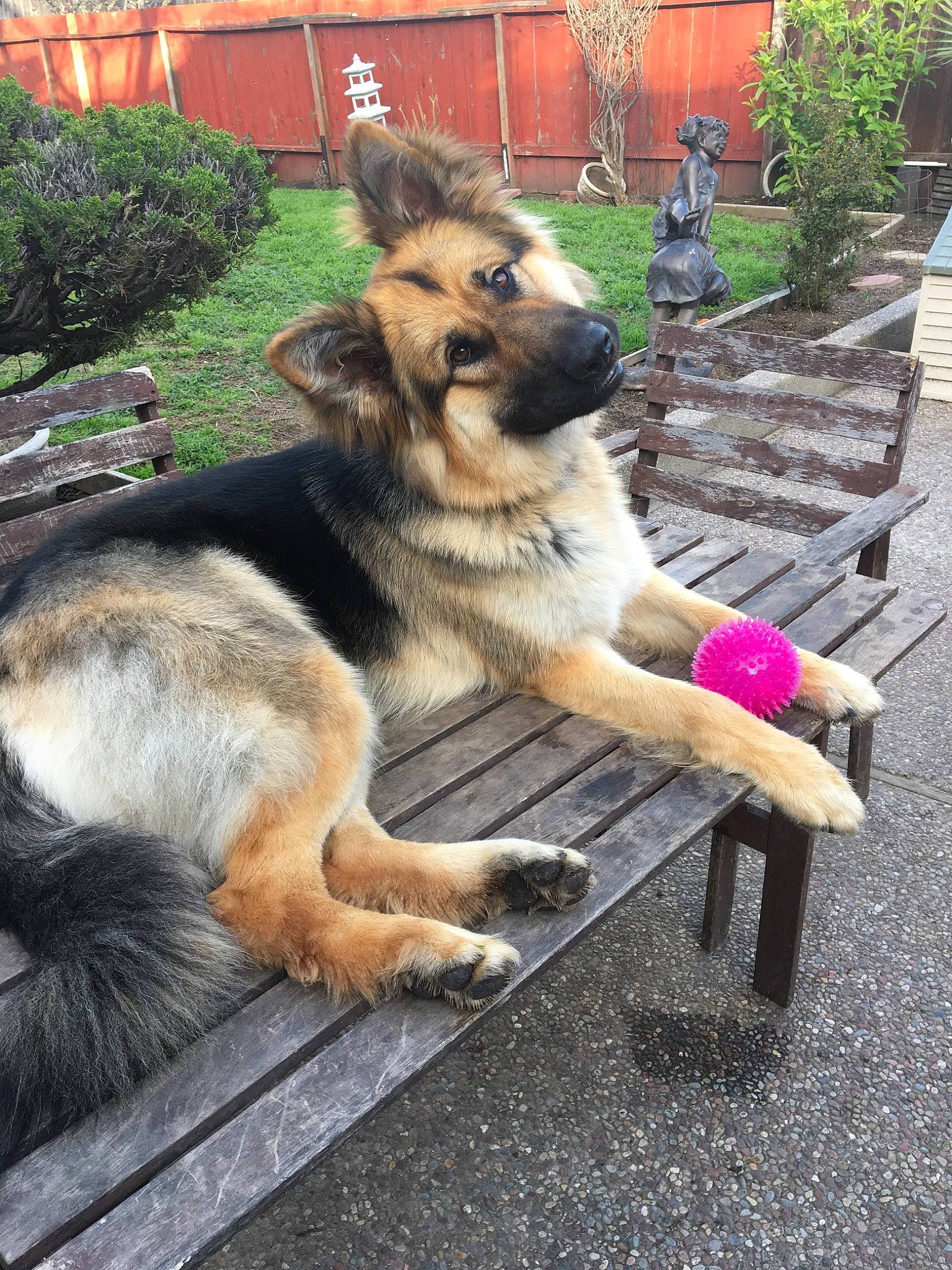 Lucy is registered to the contest to win money with this photo: canidae, carnivore, companion_dog, dog, dog_breed, east_european_shepherd, fawn, german_shepherd_dog, king_shepherd, leonberger, mammal, old_german_shepherd_dog, rare_breed_dog, shiloh_shepherd_dog, vertebrate, working_dog