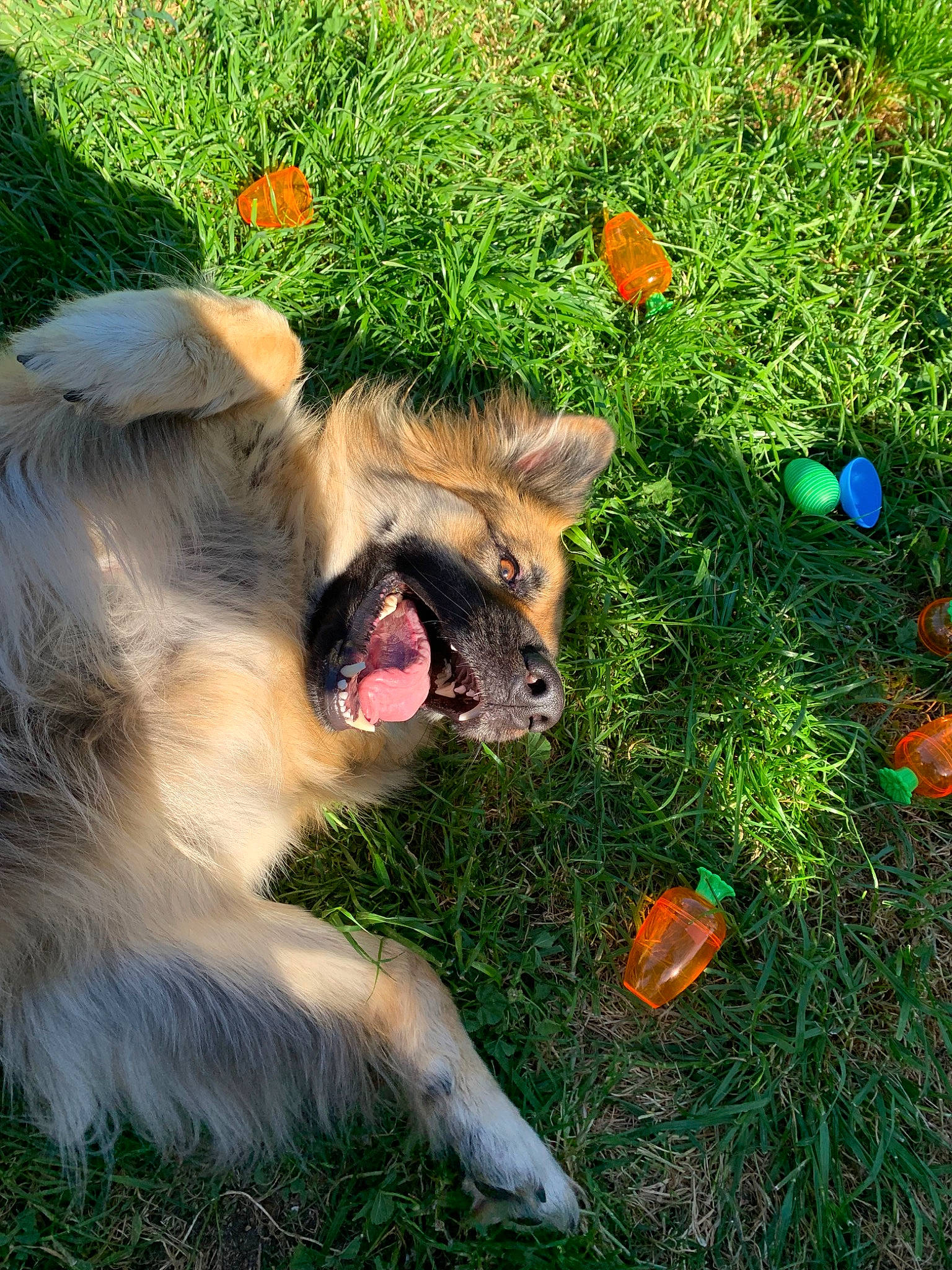 Lucy joined the competition — help win amazing prizes! australian_shepherd, canidae, carnivore, dog, dog_breed, fawn, grass, plant, snout, sporting_group, tree
